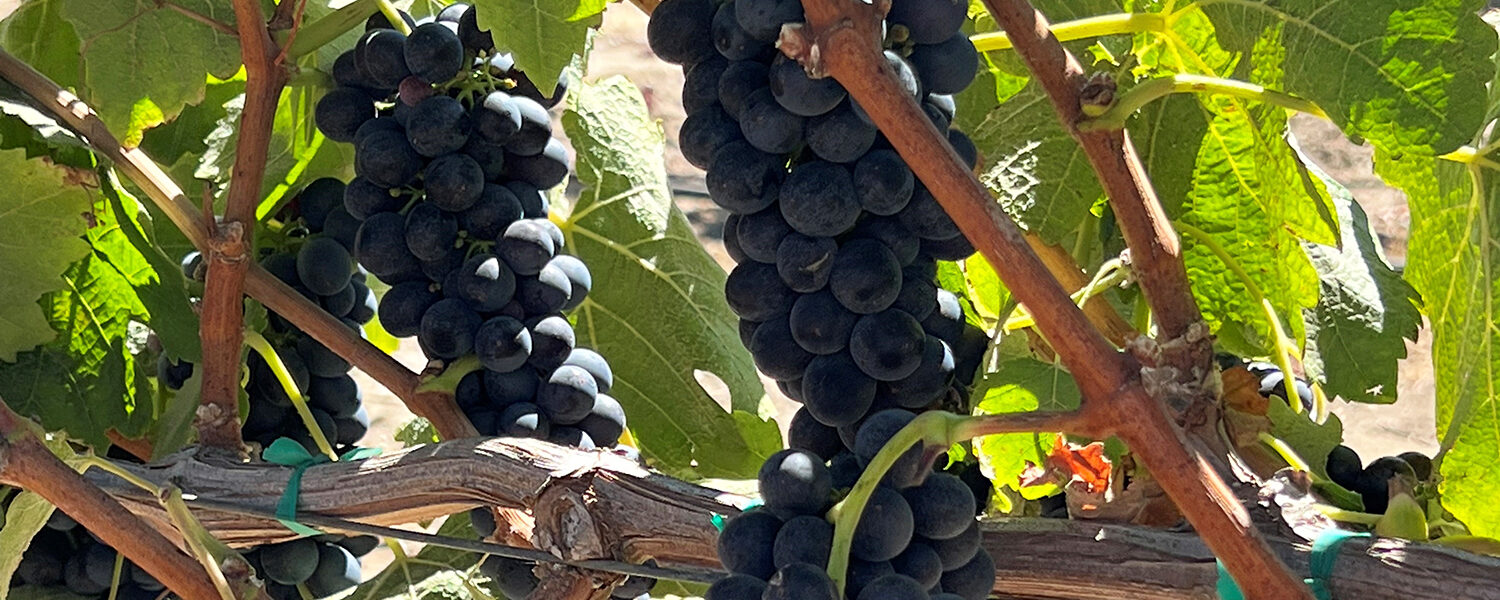 Harvest